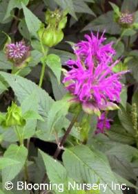 Monarda didyma 'Blue Stocking'